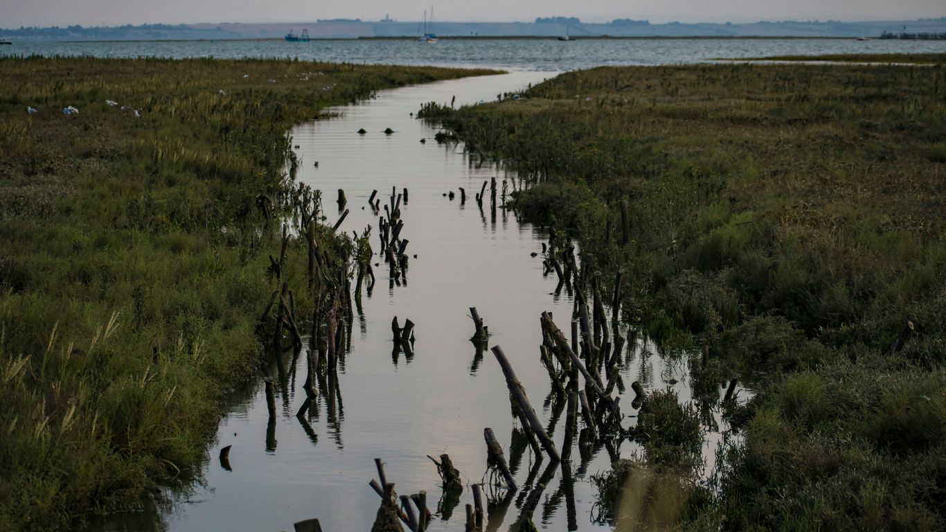 A close-up of a mangrove branch near water
