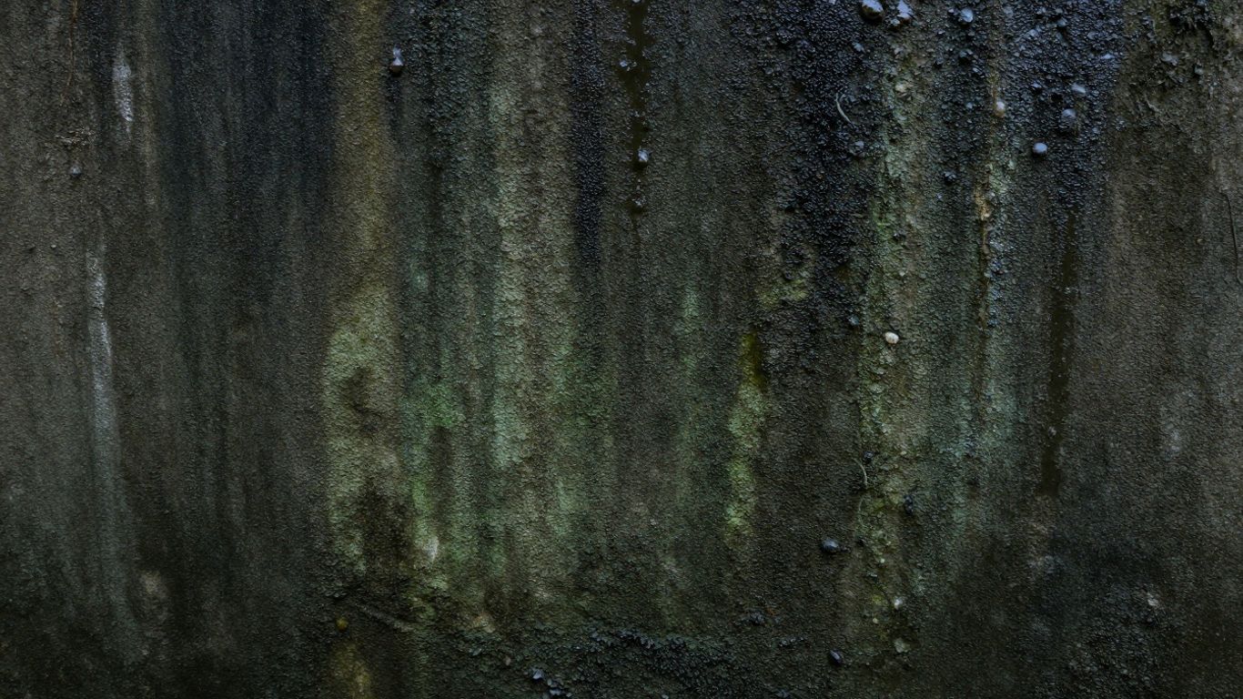 Moldy wall with water damage