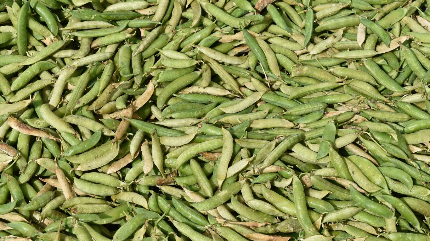 green leaves on green grass