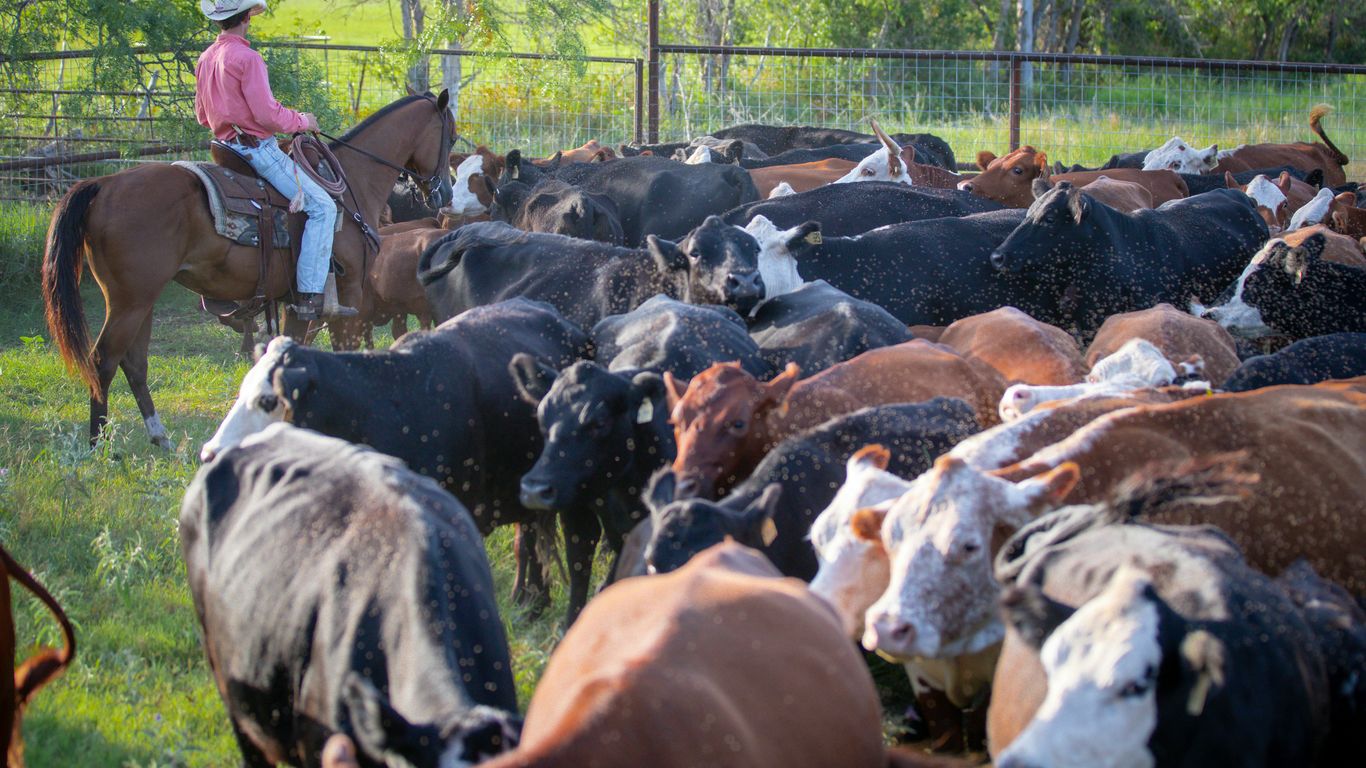 A man on a horse herding cattle in a fenced in area