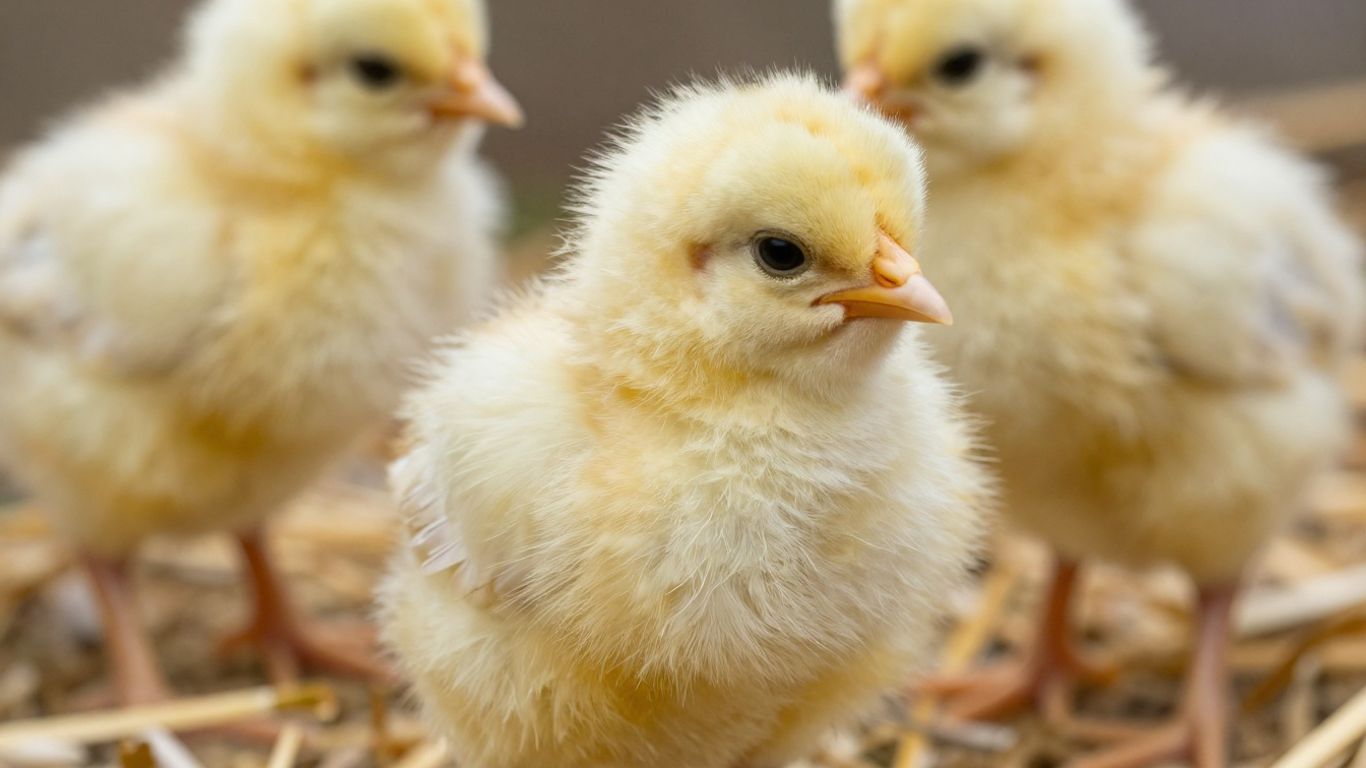 Zdjęcie kurczaka z biegunką i zdrowego kurczaka.