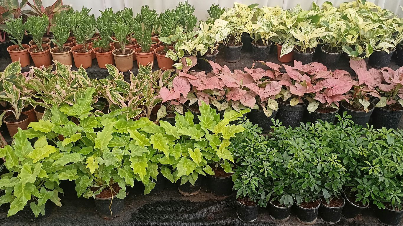 Nursery plants prepared for international shipment