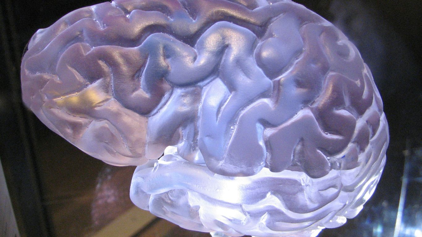 a close up of a plastic brain model