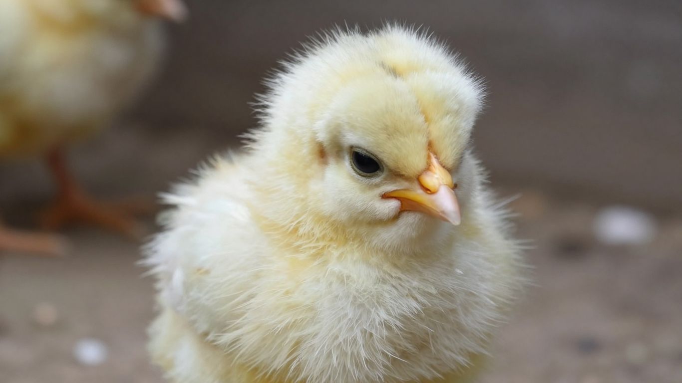 Chory kurczak z nastroszonymi piórami, wyglądający na osłabionego.