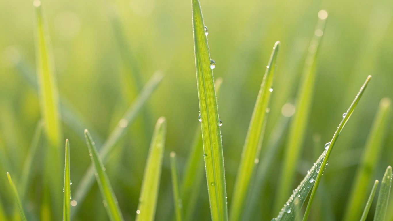 Green barley grass plant with dew drops.