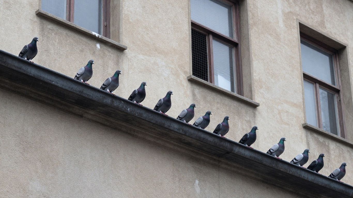 Pigeons sur un toit de ville, protection des toitures.