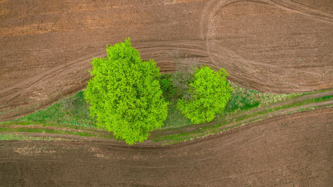 green tree on brown field