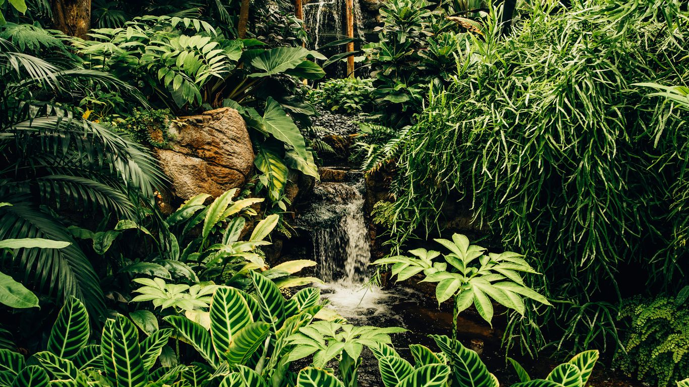 A lush park view with tropical greenery