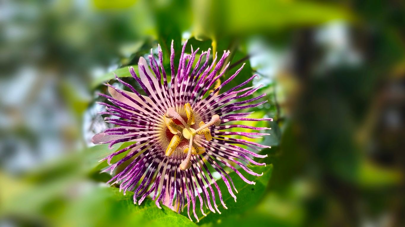 A close up of a purple flower on a tree