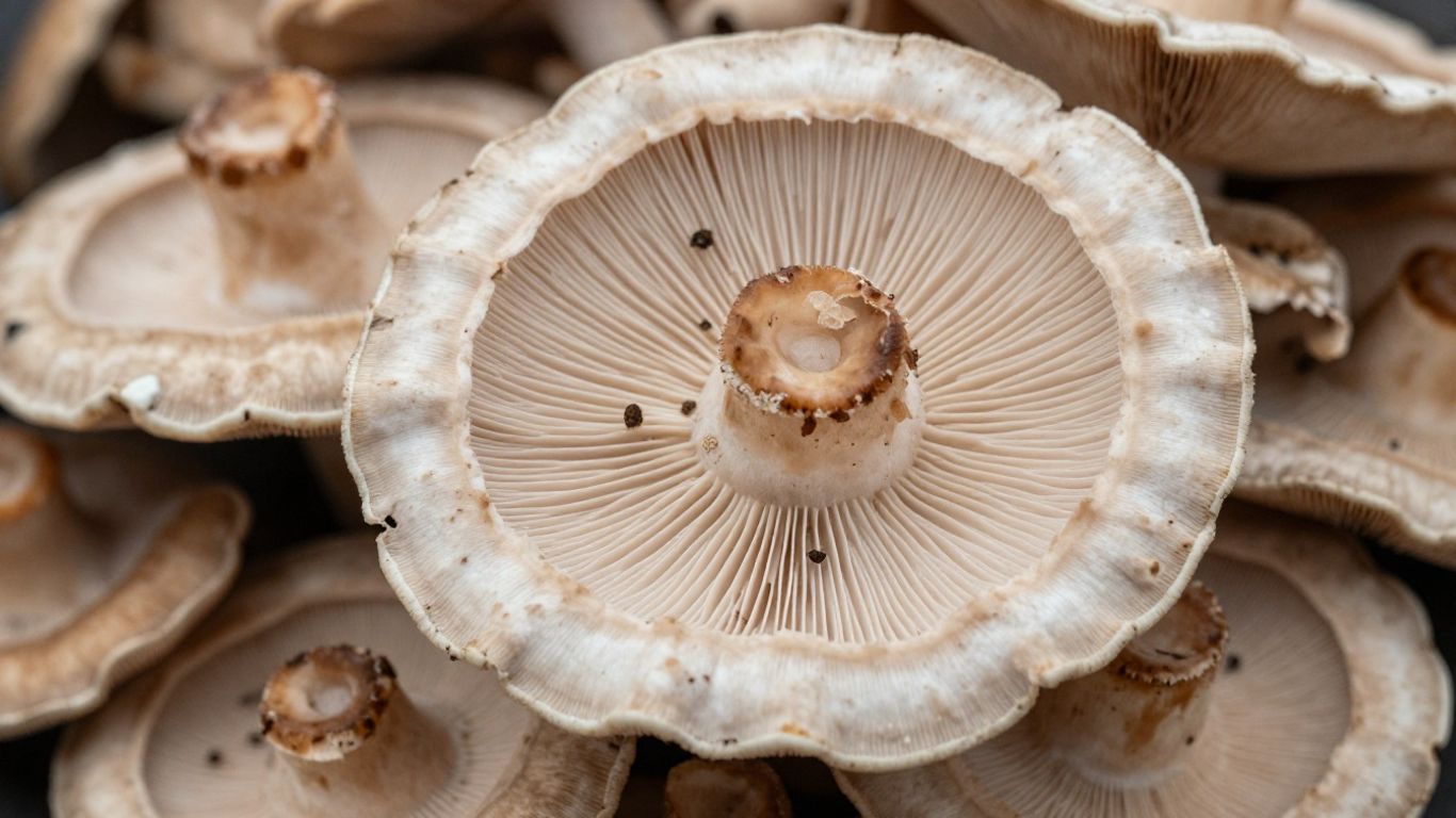 Close-up of colorful Turkey Tail mushrooms