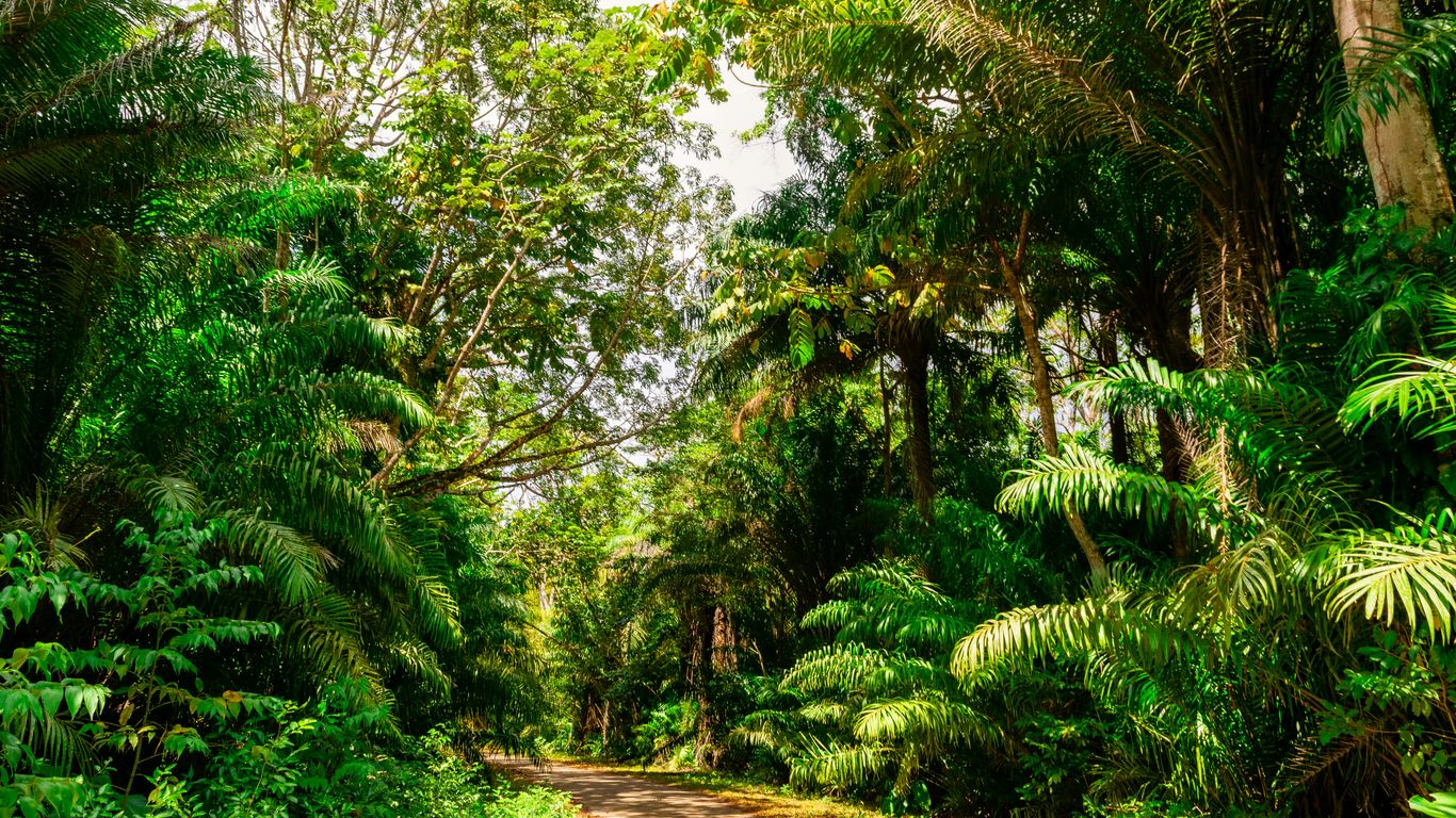 A vibrant, lush mangrove forest view from a trail
