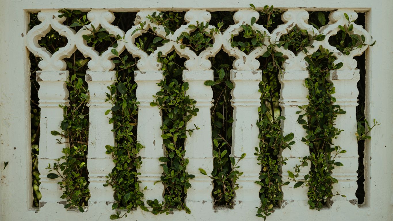 a white fence with vines growing on it