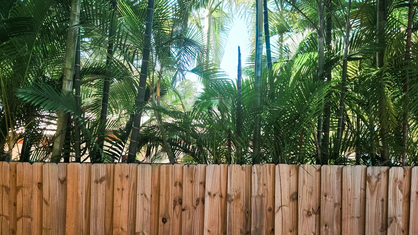 Lush green tropical plants behind a wooden fence, illustrating a Florida backyard landscape relevant to mosquito control strategies.