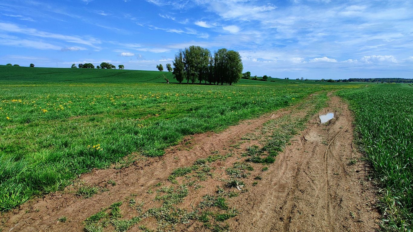 green grass field under blue sky during daytime