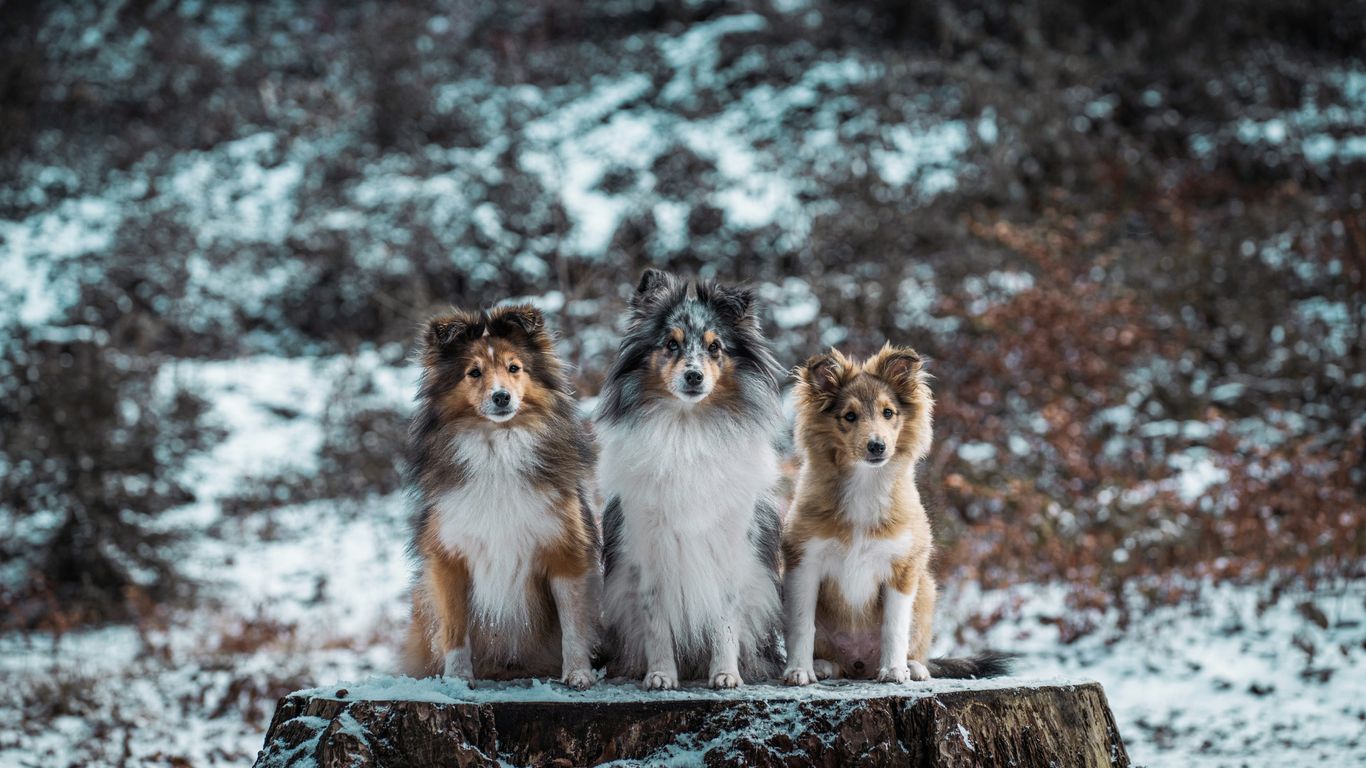 a group of three dogs sitting on top of a tree stump