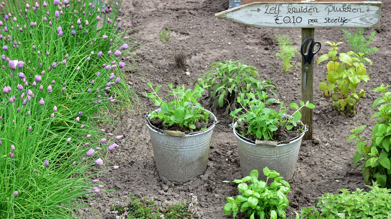 a number of plants in a garden near a sign