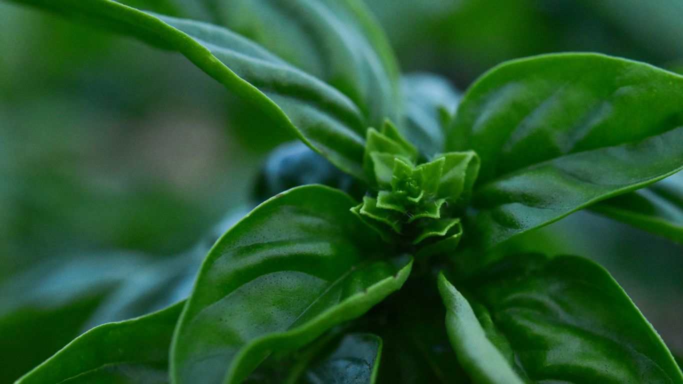 green plant in close up photography