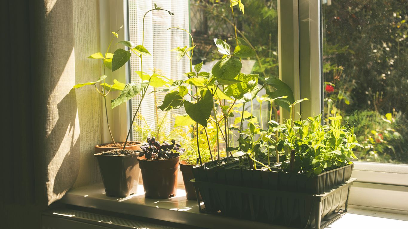 Young plants growing in pots on a sunny windowsill.