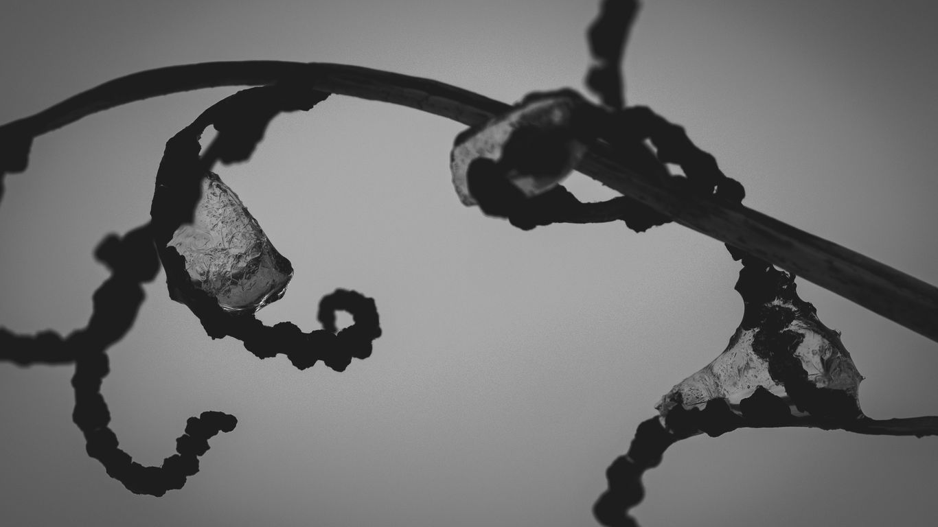 Close-up of dried vine tendrils with curled ends