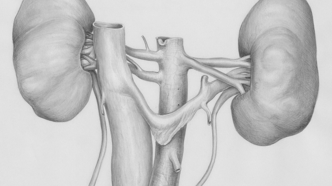 a pencil drawing of the human body
