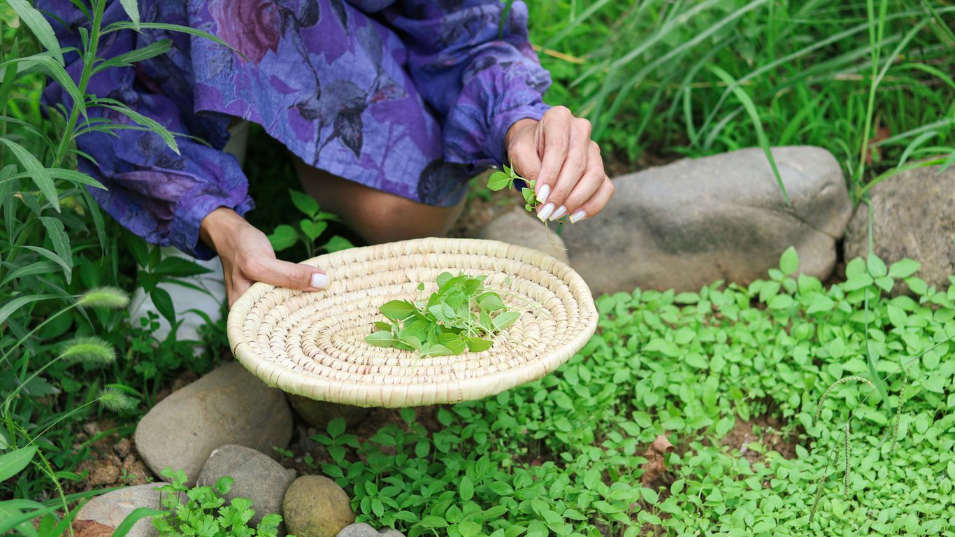Person gathering fresh greens in a garden