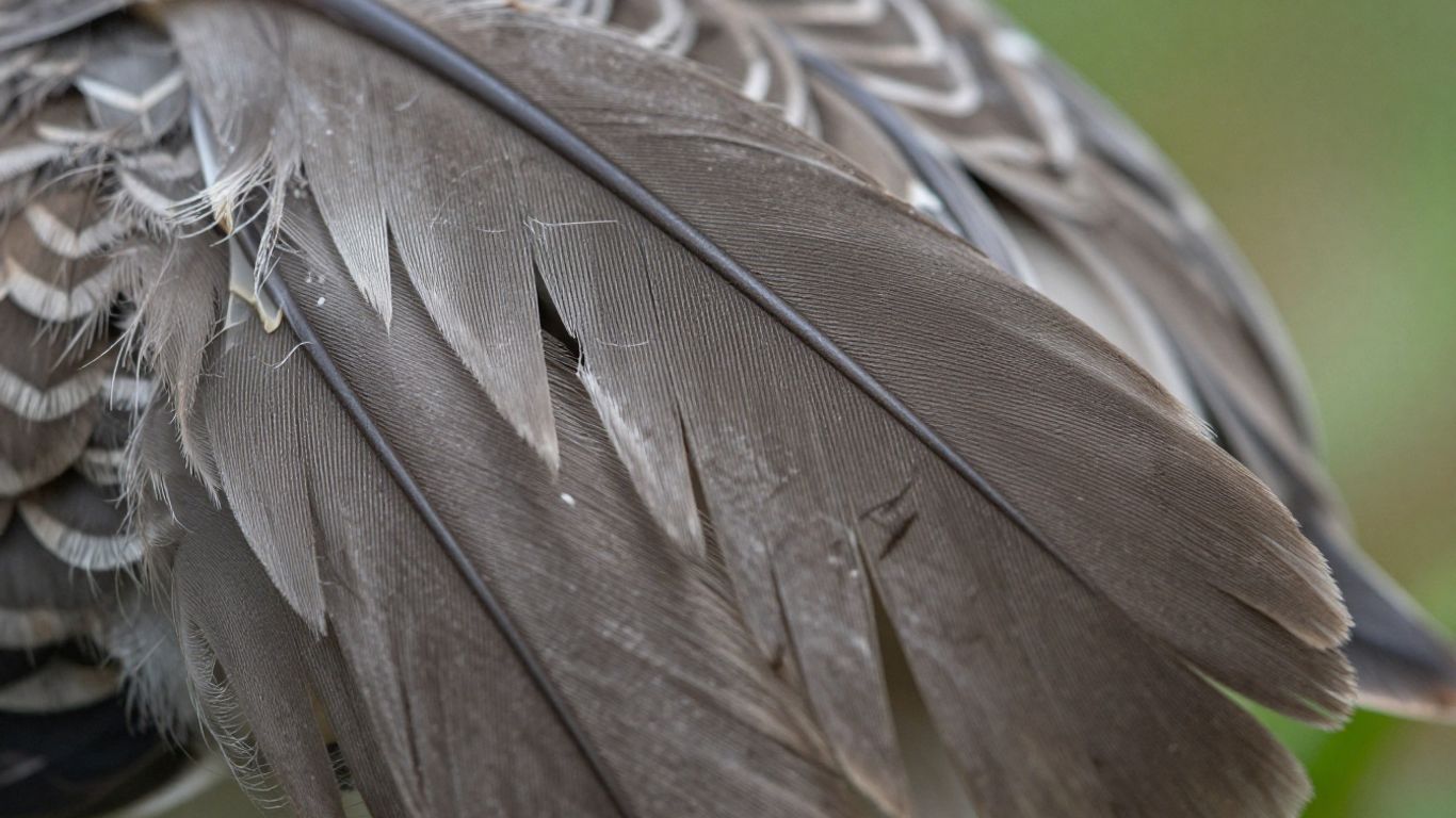 Pióro ptaka, zbliżenie, szczegół, natura.