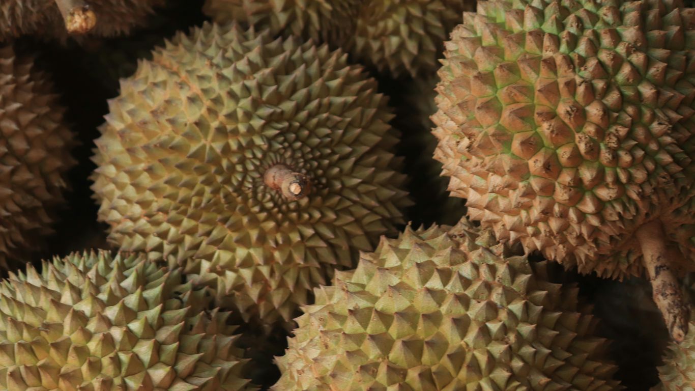 a close up of a bunch of durian fruit