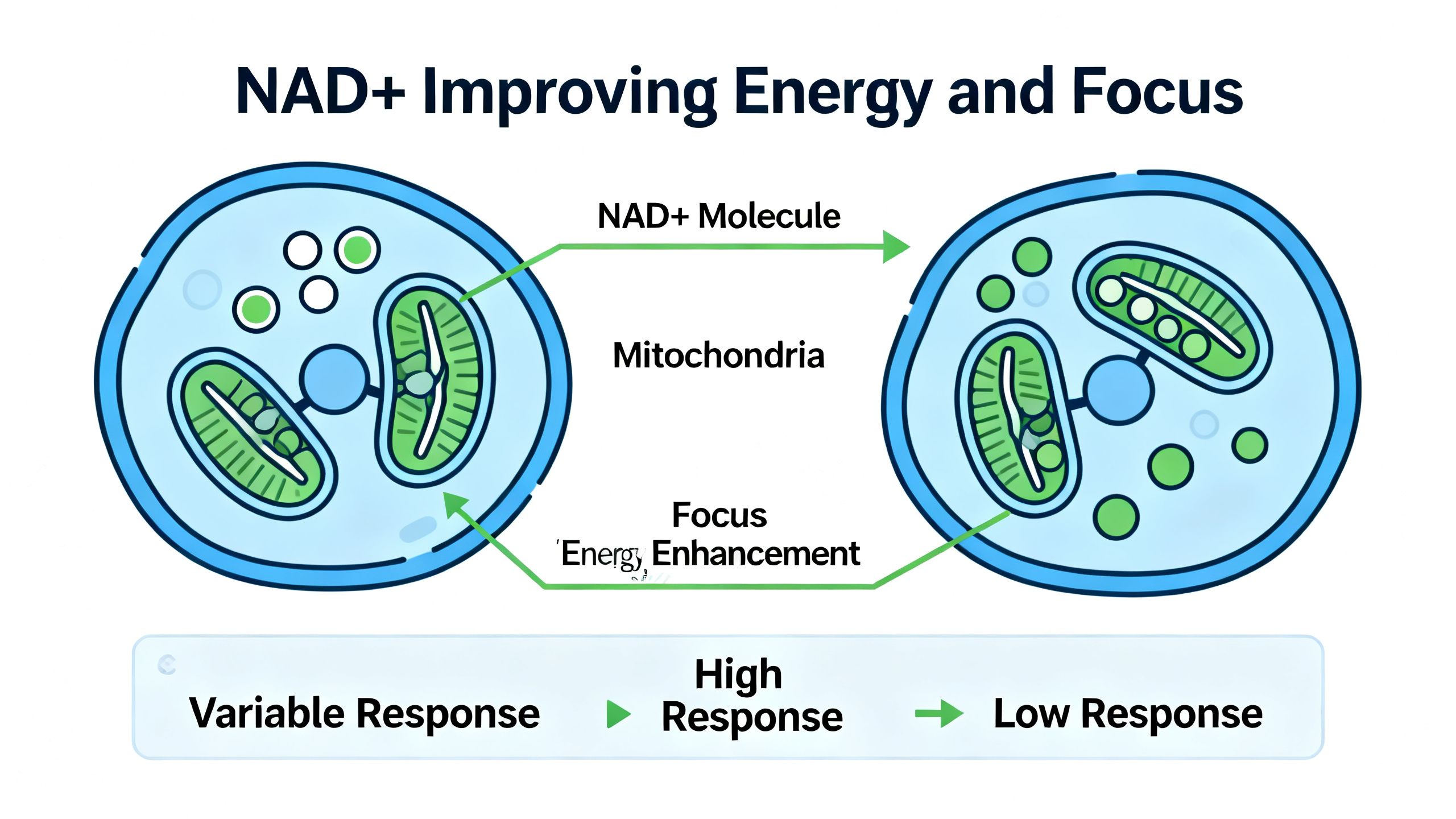 Simple schematic of NAD+ improving energy and focus at a cellular level, highlighting different responses in different people
