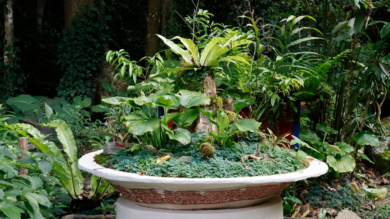 A lush miniature garden in a decorative pot.