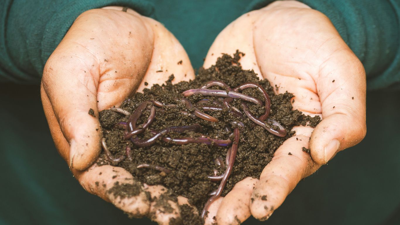 brown dried leaves on persons hand
