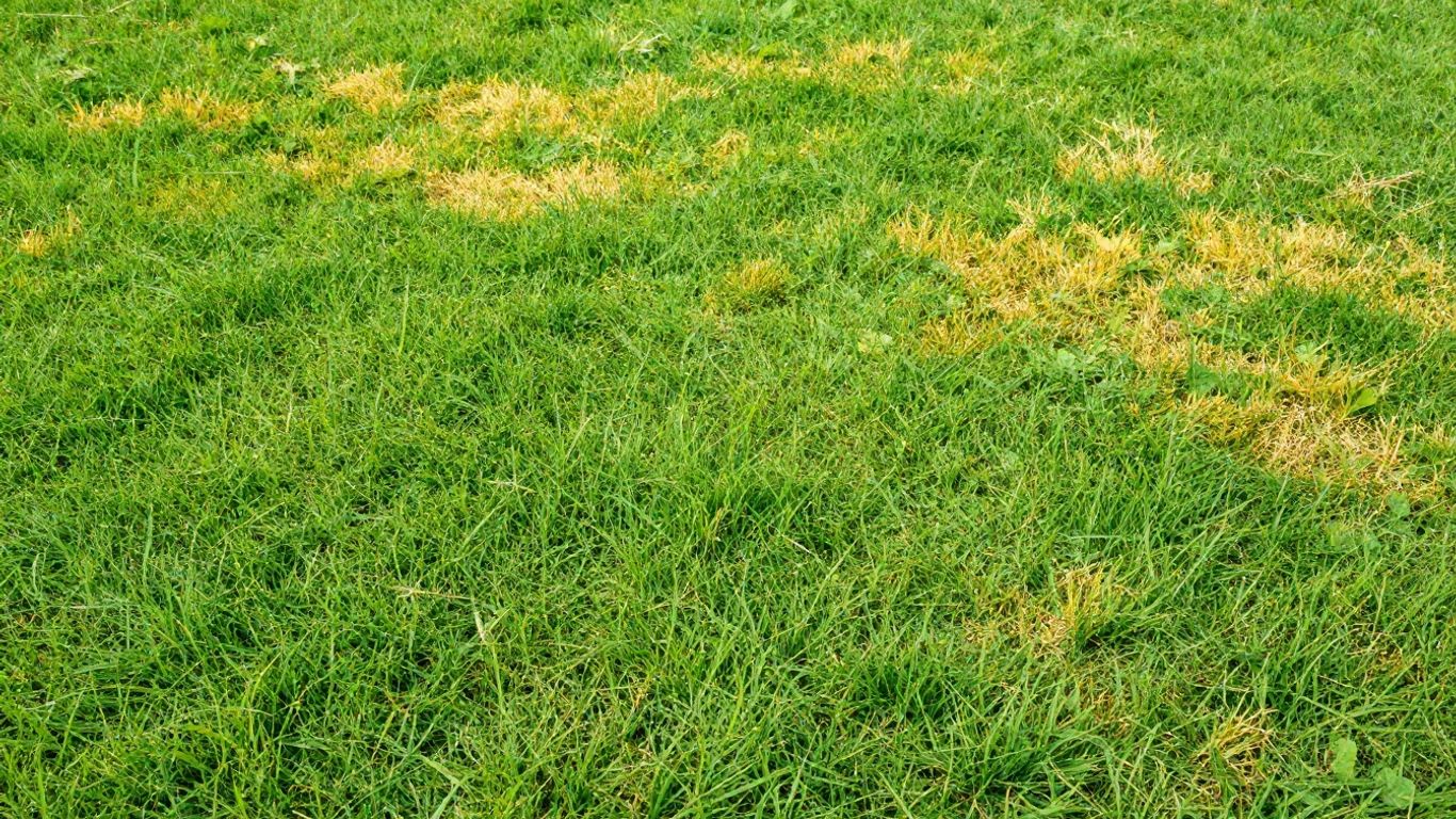 Gelber Rasen neben gesundem grünen Gras im Garten