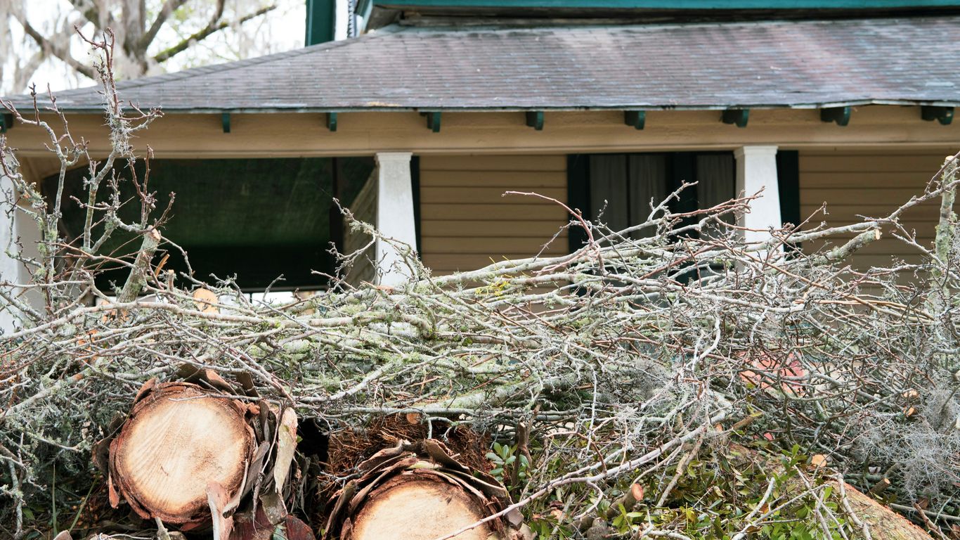 Freshly pruned tree beside a quiet home