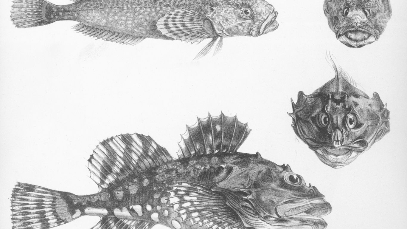Detailed drawings of a sculpin fish from multiple angles.