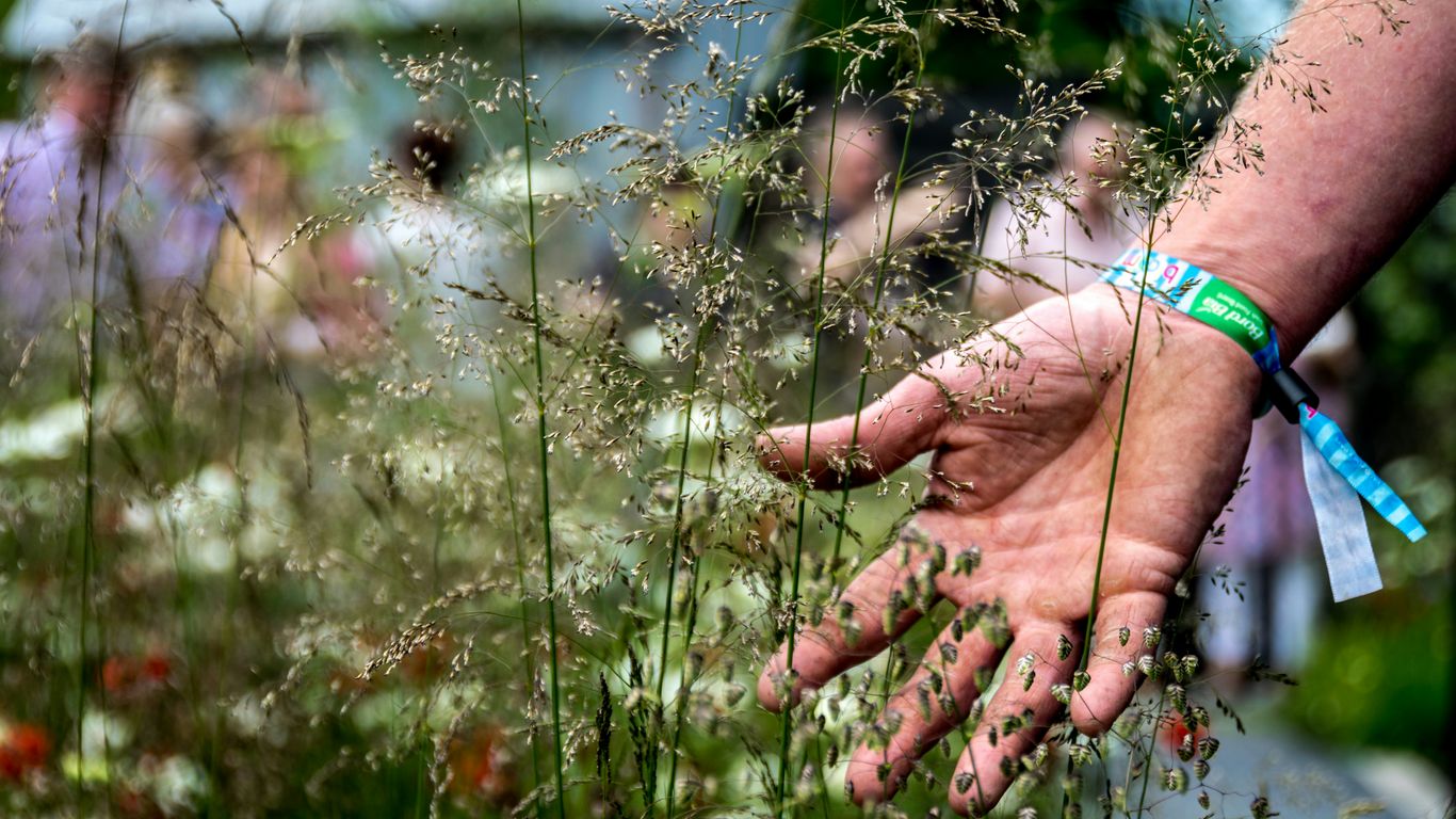 Hand reaching out to touch tall grasses and wildflowers, illustrating landscaping tips to reduce mosquito habitats in Florida.