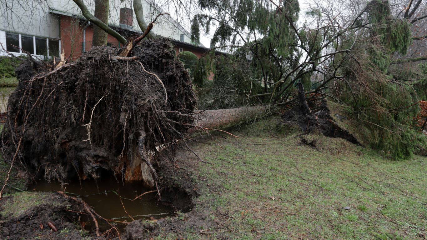 Fallen tree resting across a quiet lawn