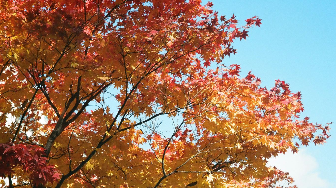 Crew assessing mature trees in Haverhill
