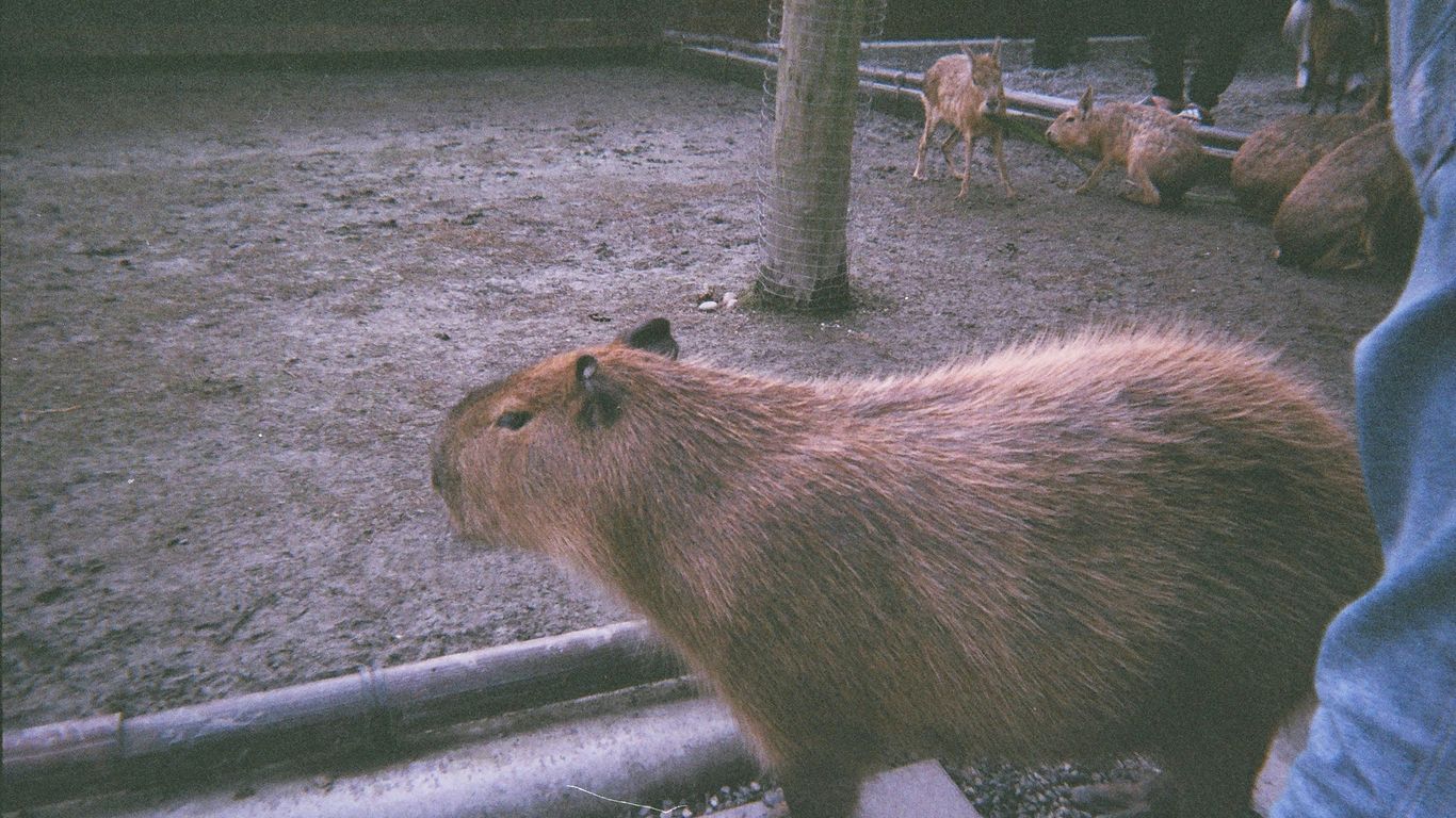 A capybara stands in an enclosure with other capybaras.