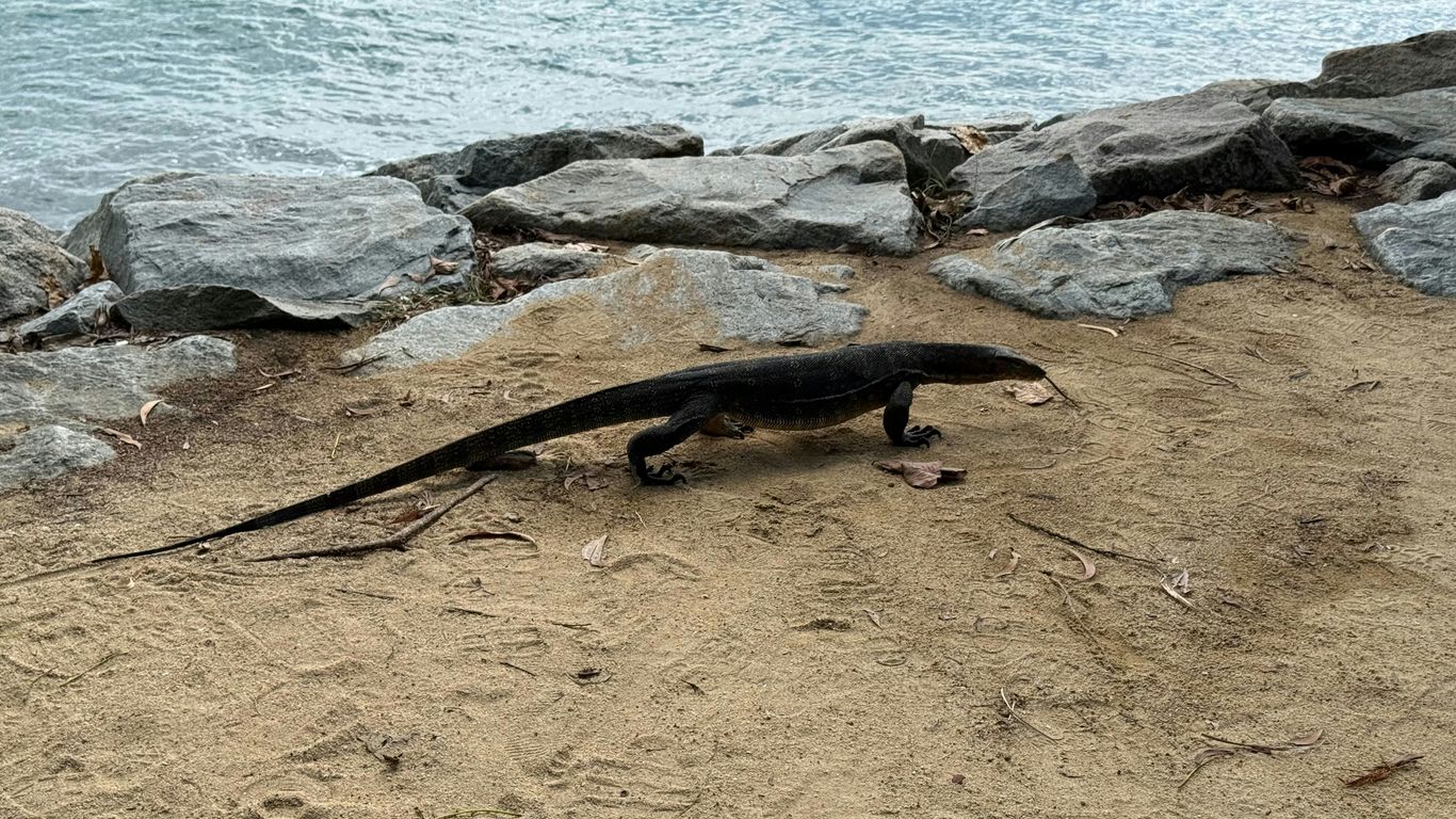 Close-up of a monitor lizard on the trail