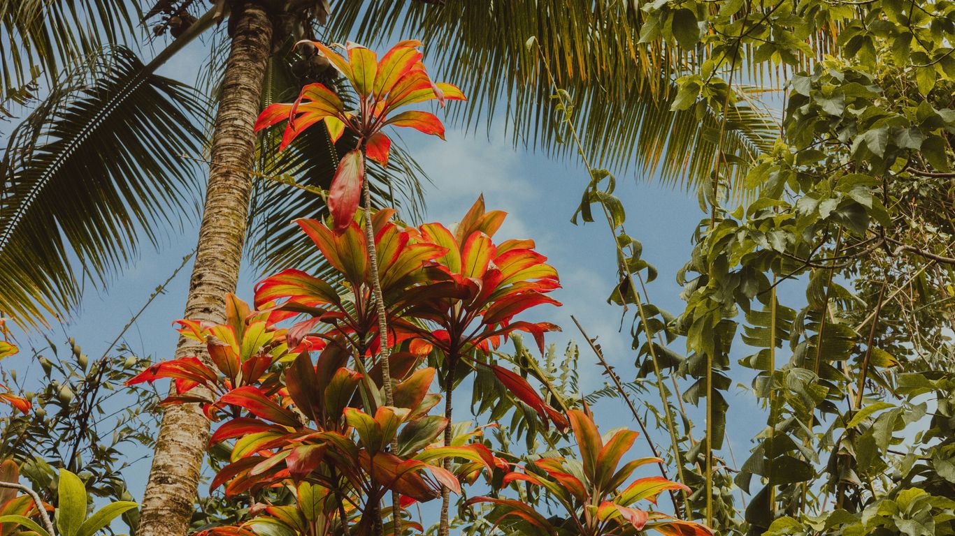 A view of the lush spice garden entrance