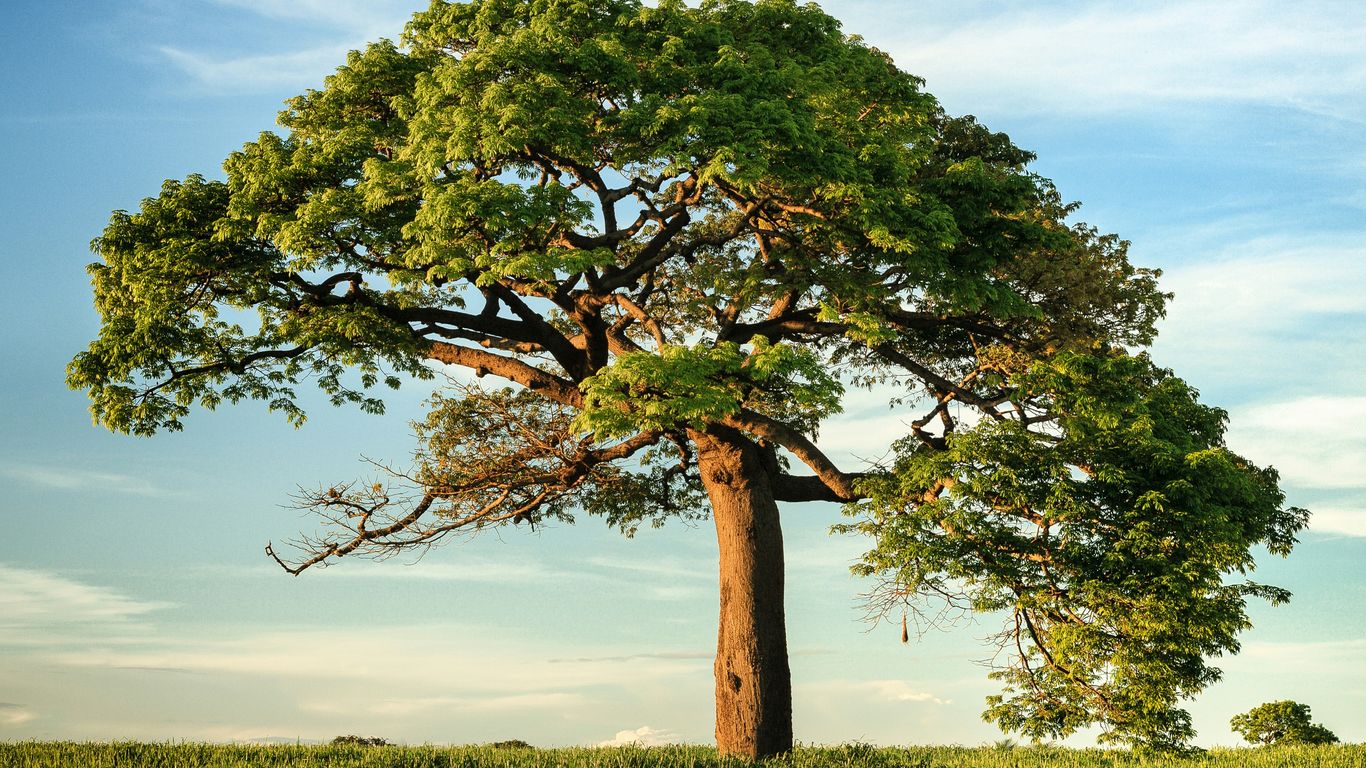 Written tree removal estimate beside a yard