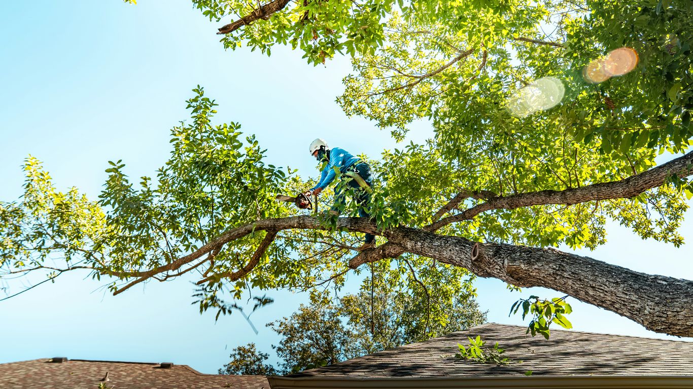 Tree removal estimate on a residential property