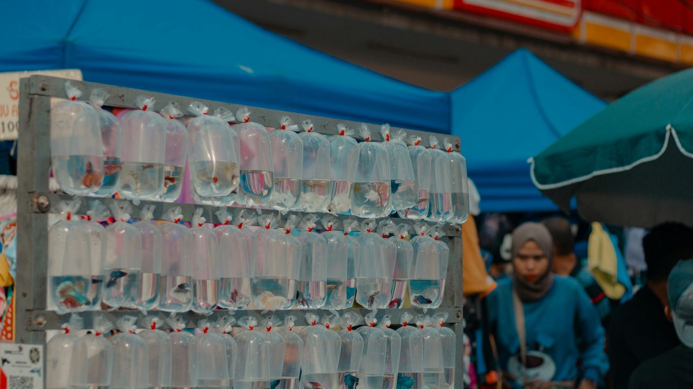 Fish are being sold in bags at a market.