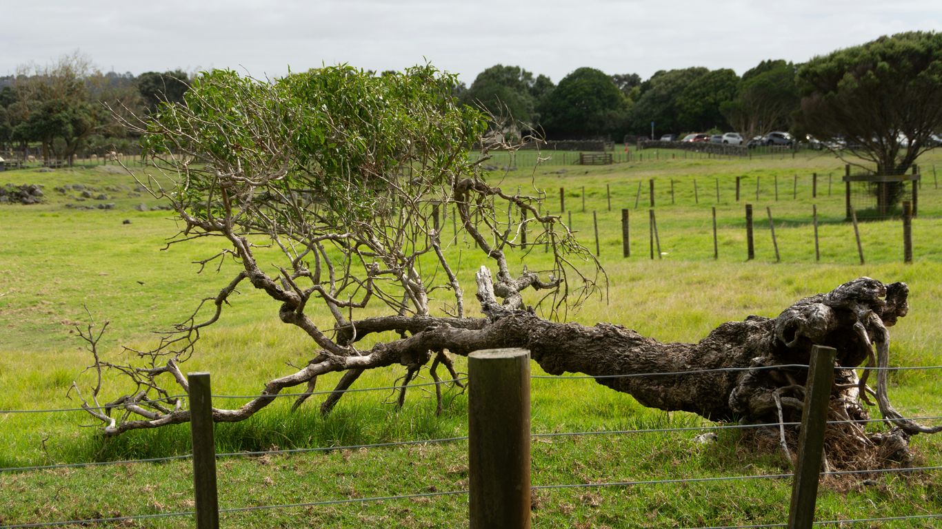 Tree branch fallen near a home and fence