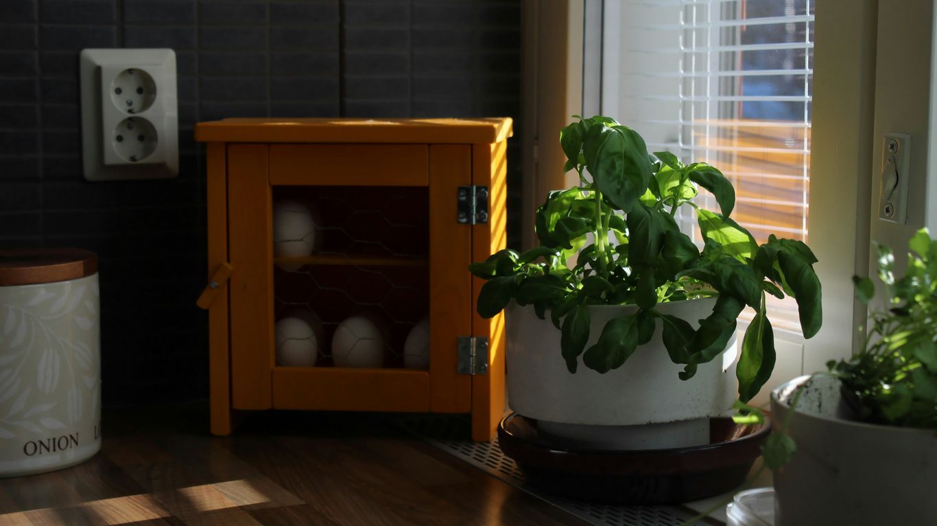 green plant on white ceramic pot