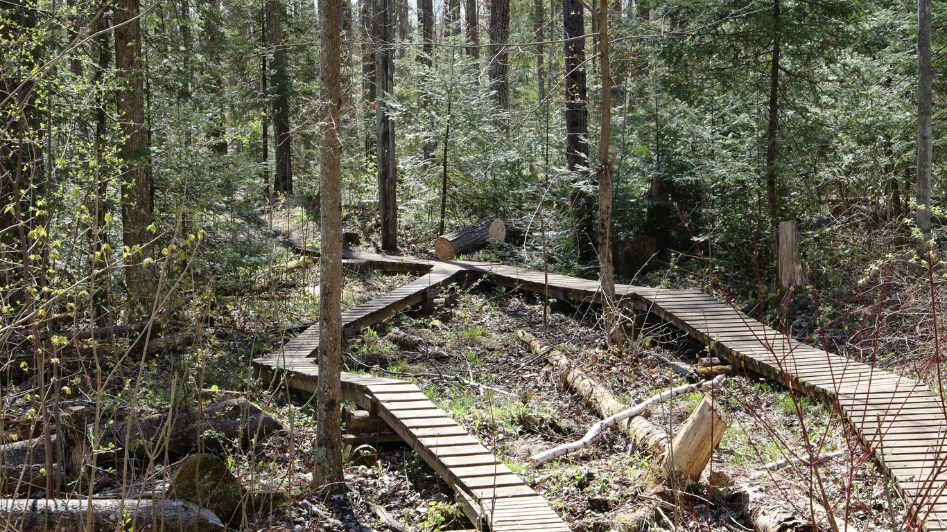 A wooden boardwalk extending deep into dense mangroves