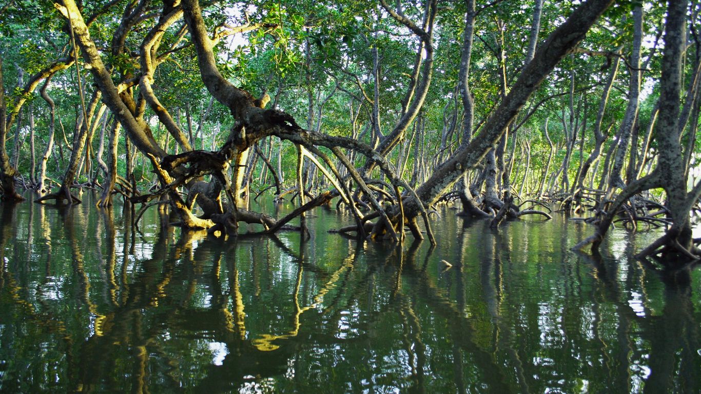 The serene mangrove landscape found in the reserve