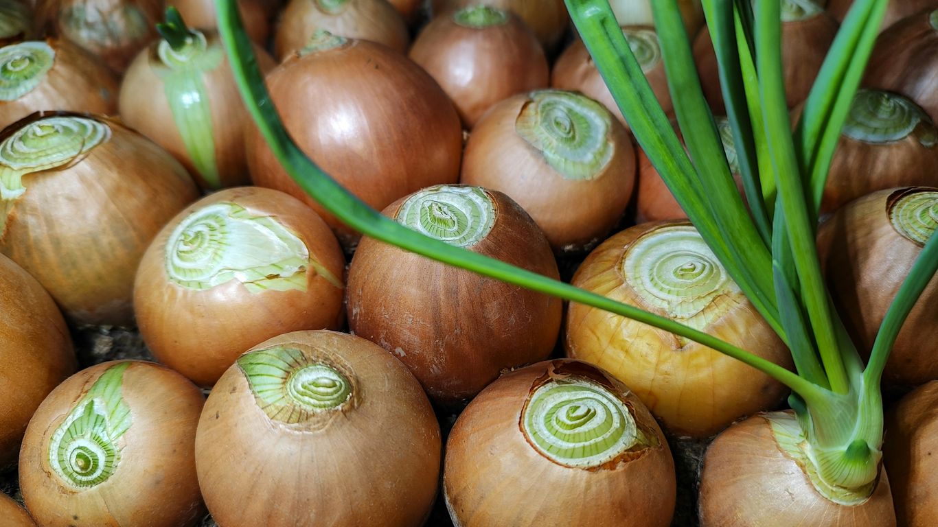 a pile of onions with green stems sticking out of them