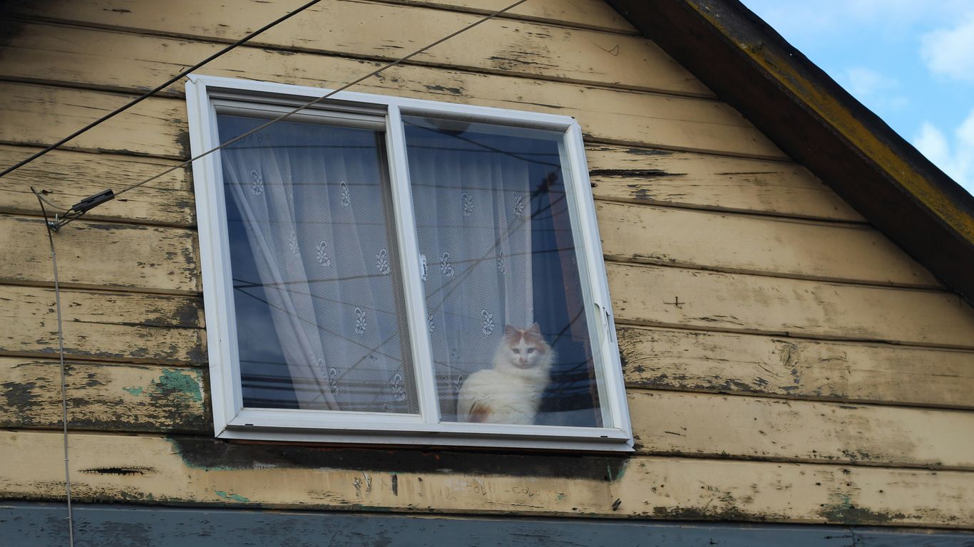 A white cat looks out of a window.