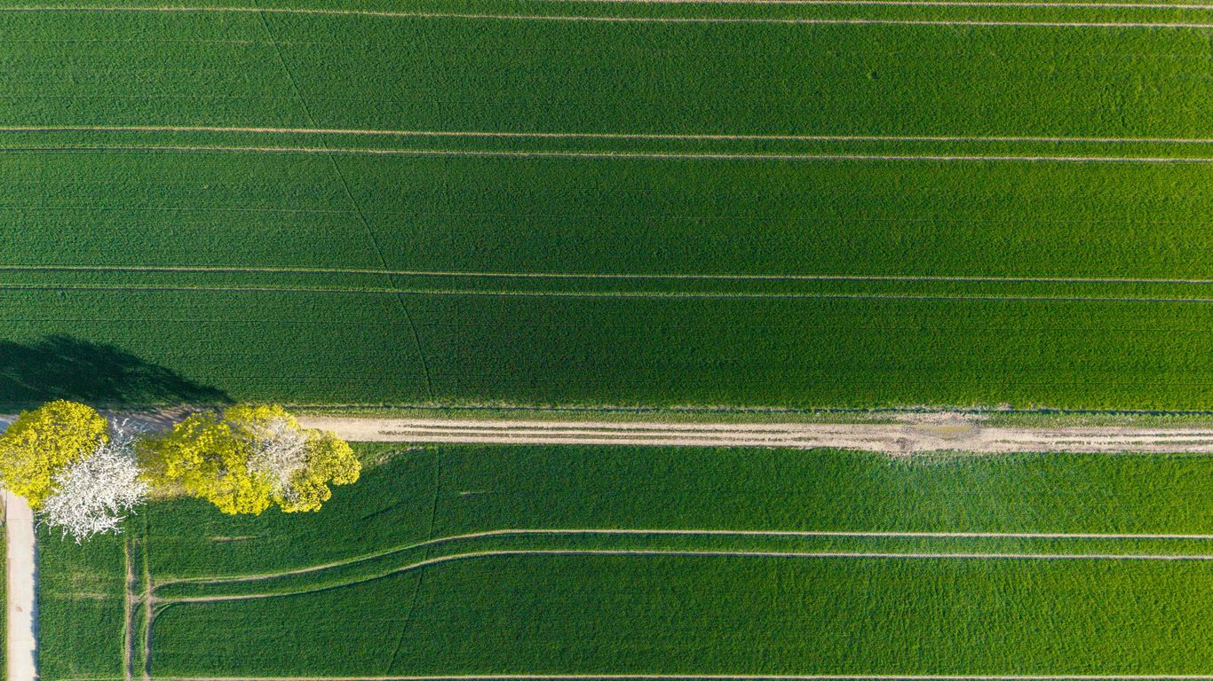 Green field with tire tracks and trees from above