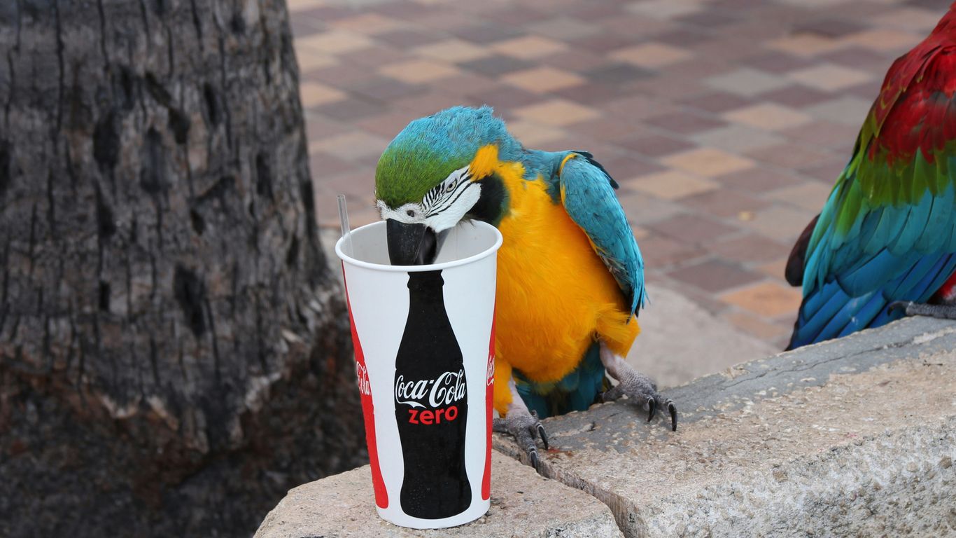 macaw drinking from cup